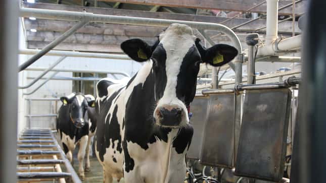 Milcherzeugergemeinschaft: Weg vom DMK, und dann? 