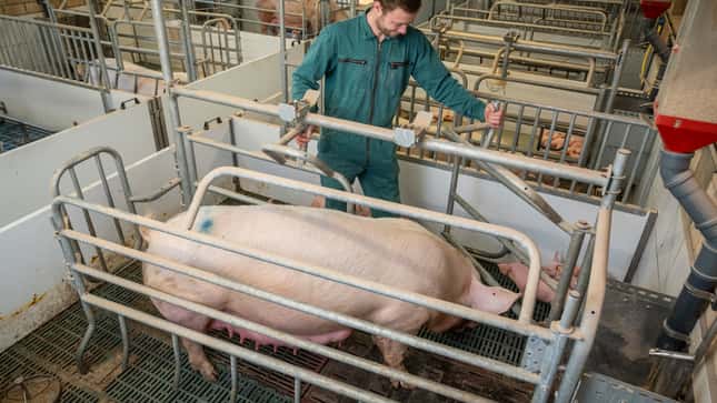 Schweinepreise verschnaufen – Noch kein Zenit bei Ferkeln