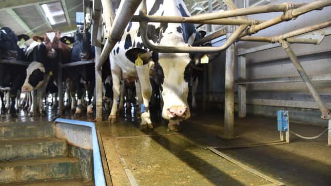 Internationale Preise für Milchprodukte sinken um 2,3 %
