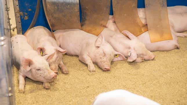 Warum sich die Schweinehaltung in Europa 2023 wieder stabilisierte