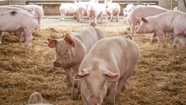 So beurteilen Schweinehalter das neue Tierwohl-Förderprogramm