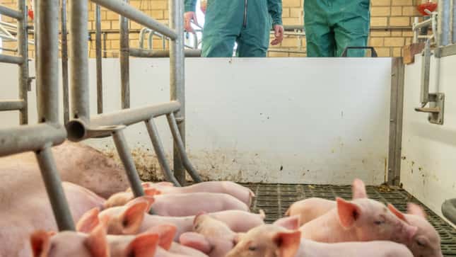 Schweinepreise in Lauerstellung – Ferkel zu knapp