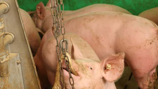 Schlachter zögern den Aufschwung bei Schweinen hinaus