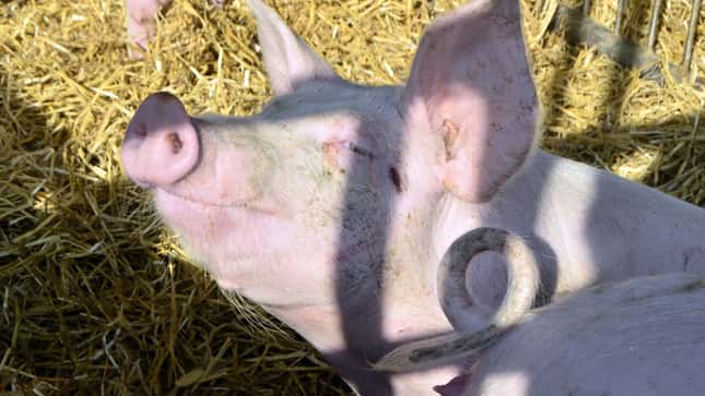 DRV warnt Künast: Flaschenhals-Idee zur Tierwohlfinanzierung funktioniert nicht
