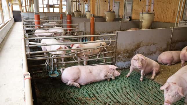 Tierwohl vs. Umweltschutz: Was ist wichtiger in der Schweinehaltung?