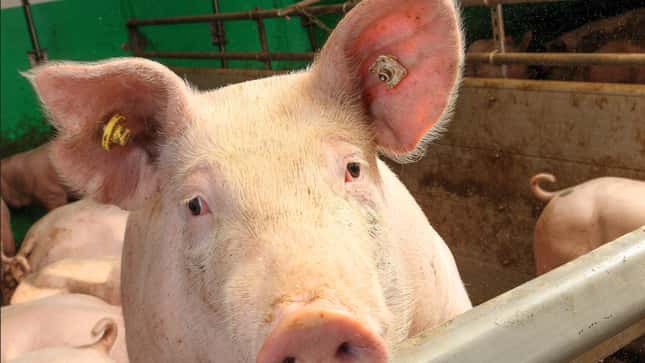 Kurze Wochen, knappe Ferkel: Schweinepreise unverändert