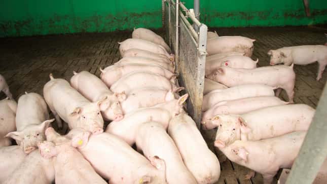 Der Schweinemarkt wartet auf Sonne – Ferkel bleiben knapp