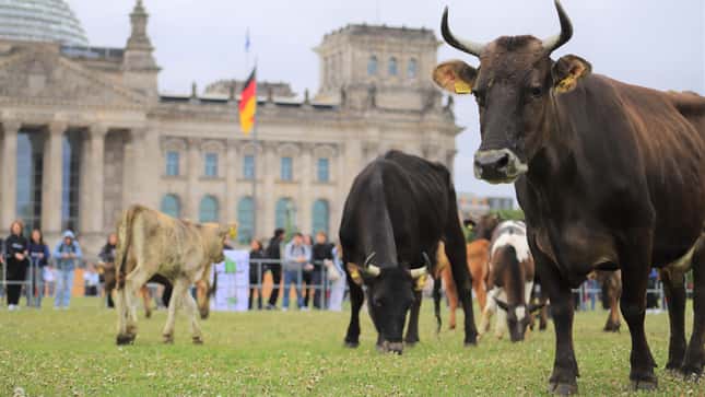 Kühe vor dem Reichstag: So kam die Aktion bei den top agrar-Lesern an