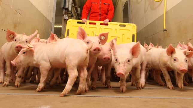 Initiative Tierwohl: Bundeskartellamt erzwingt Abschaffung des verpflichtenden Preisaufschlags