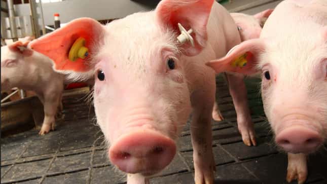 Wärmere Temperaturen stützen den Schweinepreis - Ferkelpreise steigen